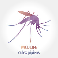 Wildlife banner - culex pipiens