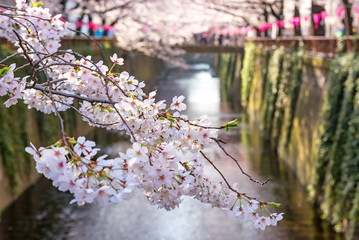 Cherry blossom lined Meguro Canal in Tokyo, Japan.