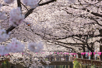 Fototapety  Tokio, Japonia - 30 marca: niezidentyfikowany turystyczny biorąc zdjęcie kwiatem wiśni podjęte 30 marca 2015 r. w obszarze Naga Meguro, Tokio. Ten obszar jest popularnym miejscem sakura w Tokio z pięknym kanałem