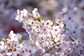 japan sakura cherry blossom