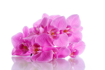 Fototapeta na wymiar Beautiful purple phalaenopsis flowers
