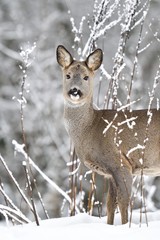 Roe deer (Capreolus capreolus) in winter. Roe deer with snowy background. Roe deer on snow.