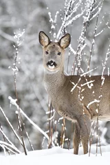 Washable wall murals Roe Roe deer (Capreolus capreolus) in winter. Roe deer with snowy background. Roe deer on snow.