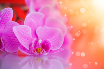 Fototapeta na wymiar Beautiful purple phalaenopsis flowers