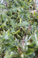 Water Mimosa,Center focus