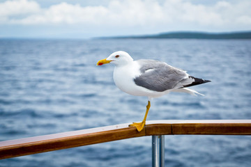 Fototapeta na wymiar Seagull standing on the rail of the ship