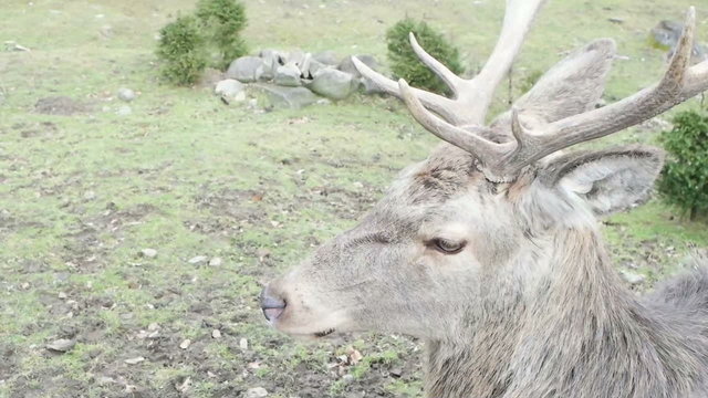 deer head, close-up
