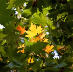Yellow plane tree leaf