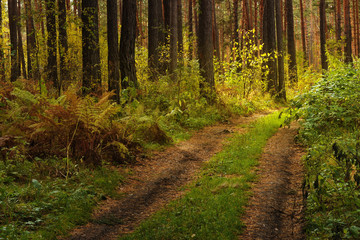 Fototapeta na wymiar Beautiful road in autumn forest