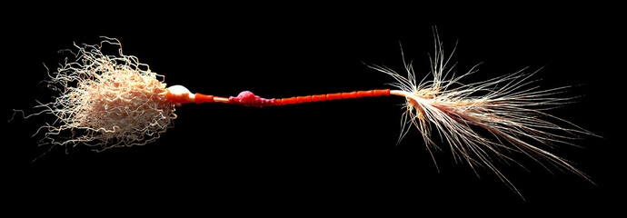 Neuron with Myelin Sheath