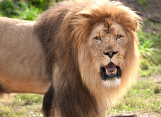 Obraz premium African lion