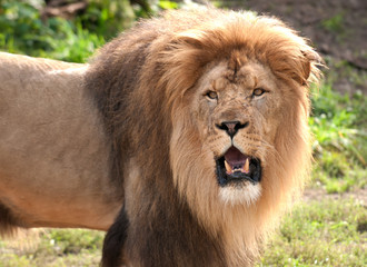 Fototapeta na wymiar African lion