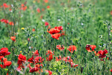 Poppies flower field spring season