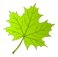 Summer Maple Green Leaf Isolated Nature Symbol, Polygonal Low Poly Design. Vector