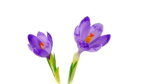 Two opening crocuses on white background in timelapse. UltraHD 4k 3840x2160