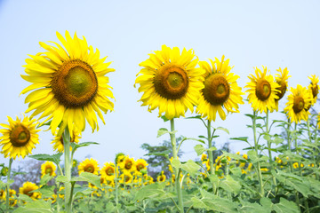Fototapeta premium sunflower