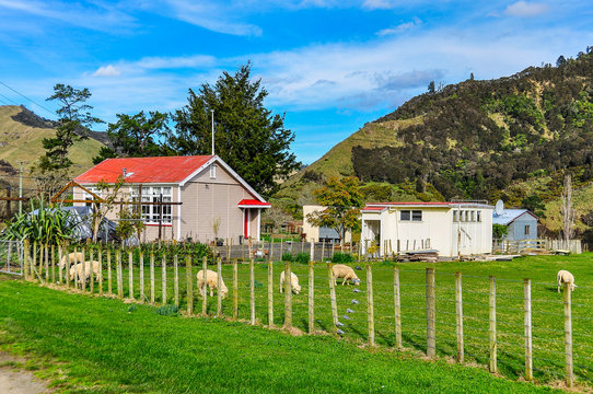 Typical Farm In Whanganui National Park, New Zealand