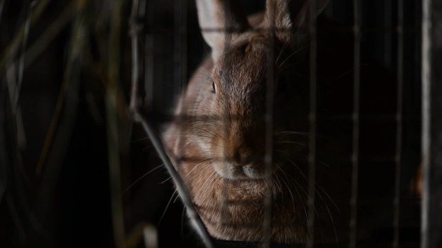a breeding rabbit in a cage is drowsy