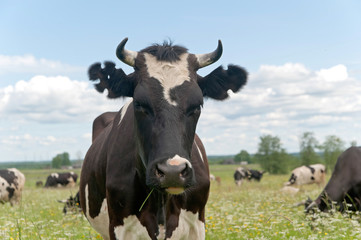 Black and white cow full face with figure cutout ear marks 
