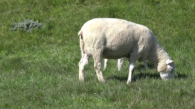 Lamm und Schaf  auf der Wiese