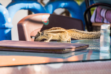 Indian palm squirrel (Funambulus palmarum) seeks some food on a table of a cafe in Udaipur. Regular synanthropic species of Udaipur city and all India