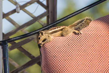 Thoughtful Indian palm squirrel (Funambulus palmarum) relaxes on the top of armchair's backrest. A...