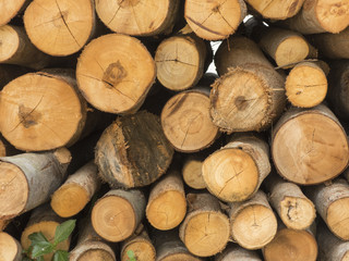 Fototapeta premium Timber