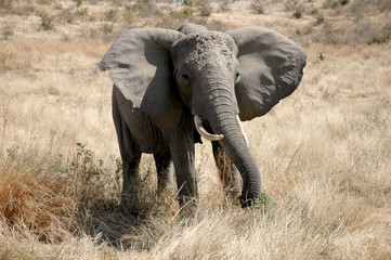 Fototapeta na wymiar Elephant in the savannah of Tanzania - Africa
