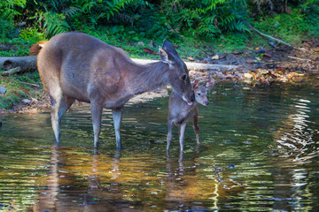 Female Sambar deer( Rusa unicolor) licking her cub with sweet of love 