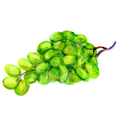 Grapes hand drawn painting watercolor illustration isolated on white background