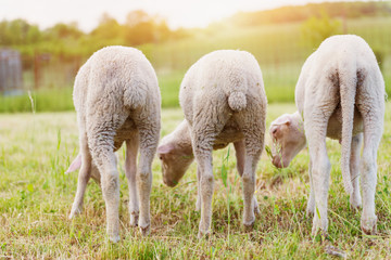 Three sheep grazing on green meadow, back view