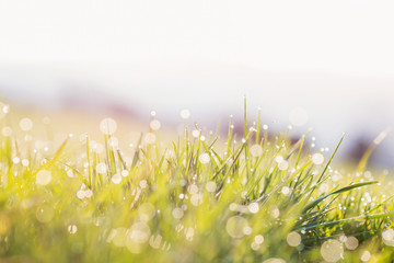 Fototapeta premium Morning dew drops on blades of green grass, sunrise
