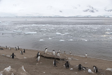 View from Neko Harbour, Antarctic Peninsula, Antarctica.
Gentoo Penguins in foreground.
