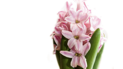 Obraz na płótnie Canvas hyacinth