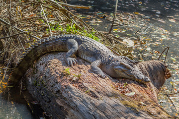 Siamese crocodile ( Crocodylus siamensis) relaxing on the wood