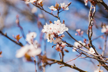 Blooming tree branches with white flowers, blue sky. Springtime