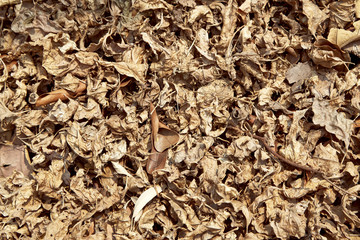 Dry leaf on the ground