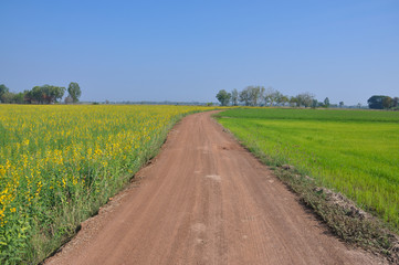 Soil way between yellow flower and green rice field