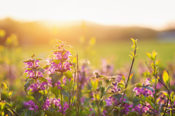 Prairie d& 39 été avec des fleurs colorées. Nature ensoleillée, coucher de soleil