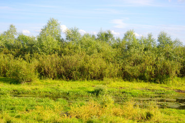 Swamp at sunny day.