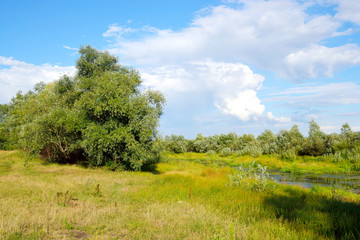 Fototapeta na wymiar Summer field, Belarus.