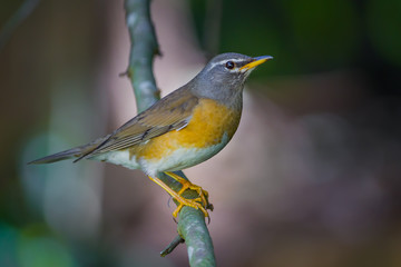 Eyebrowed Thrush, White-browed Thrush, Dark Thrush (Turdus obscurus ) 