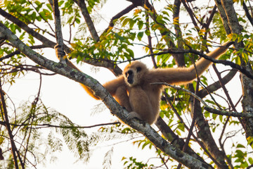 Close up of common gibbon, White-handed gibbon(Hylobates lar) on the tree 