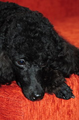 Black poodle lying on a burgundy background