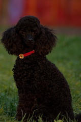 Black Poodle close-up