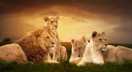 Fotobehang Afrikaanse leeuwen rusten in het groene gras. © Zita Stankova