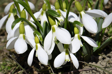 Blooming snowdrops with sitting bee, close-up