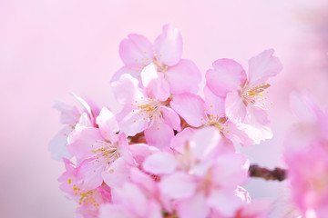 Obraz na płótnie Canvas 美しい桜の花