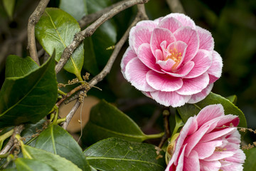 camelia