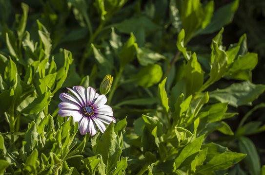 Juraj Lipták photos, images, assets Adobe Stock